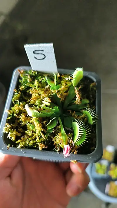 Plantas carnívoras - miniatura 6