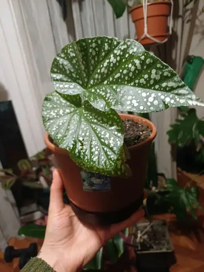 Plantas variedad - miniatura 1