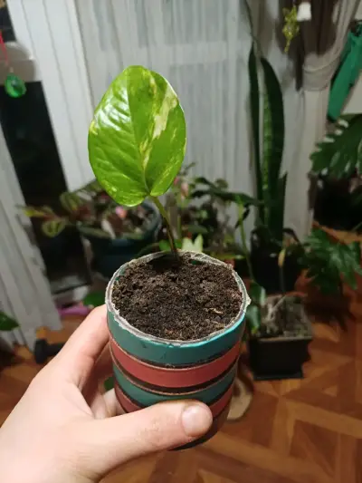 Plantas variedad - miniatura 2