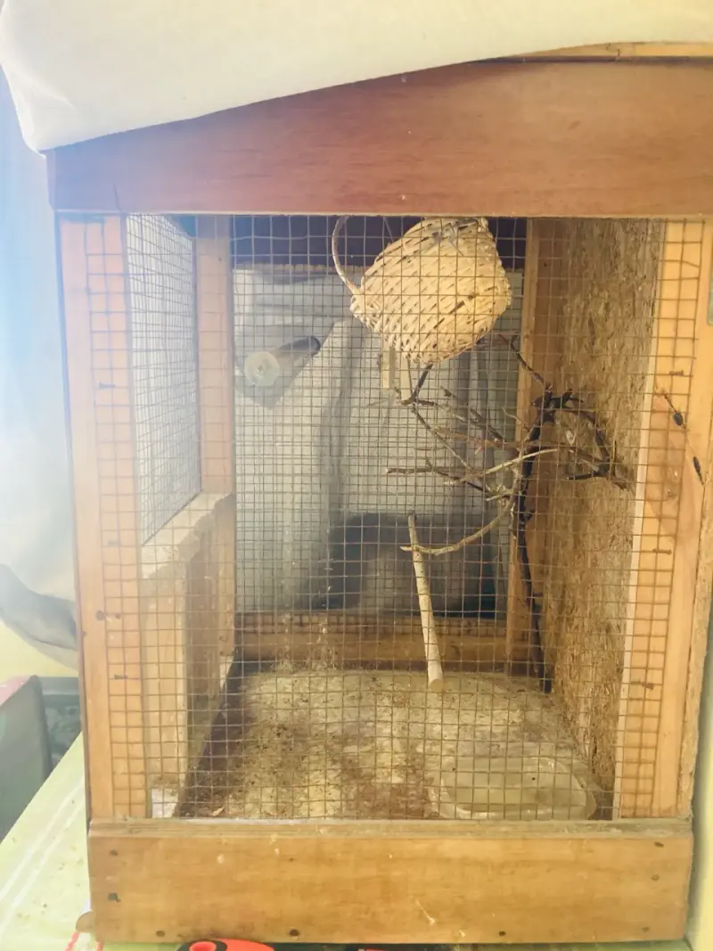 Jaula para pájaros de madera en excelente estado - 4