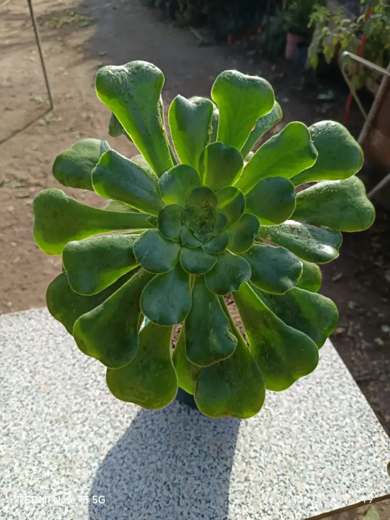 Planta suculenta grande - 1