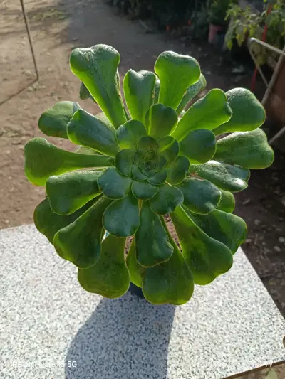 Planta suculenta grande - miniatura 1