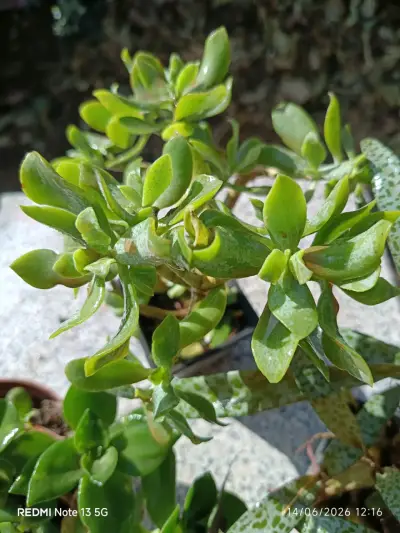Planta suculenta grande - miniatura 2