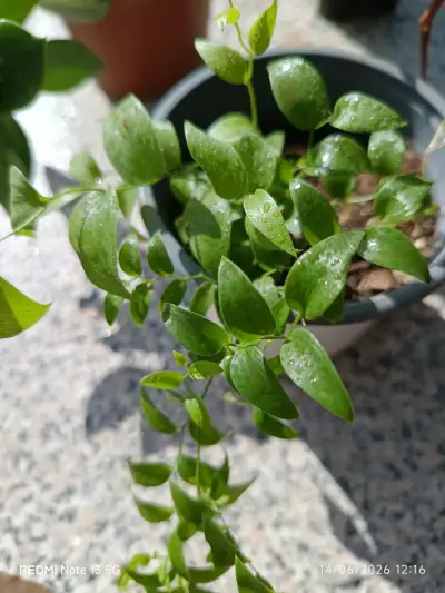 Planta suculenta grande - miniatura 3