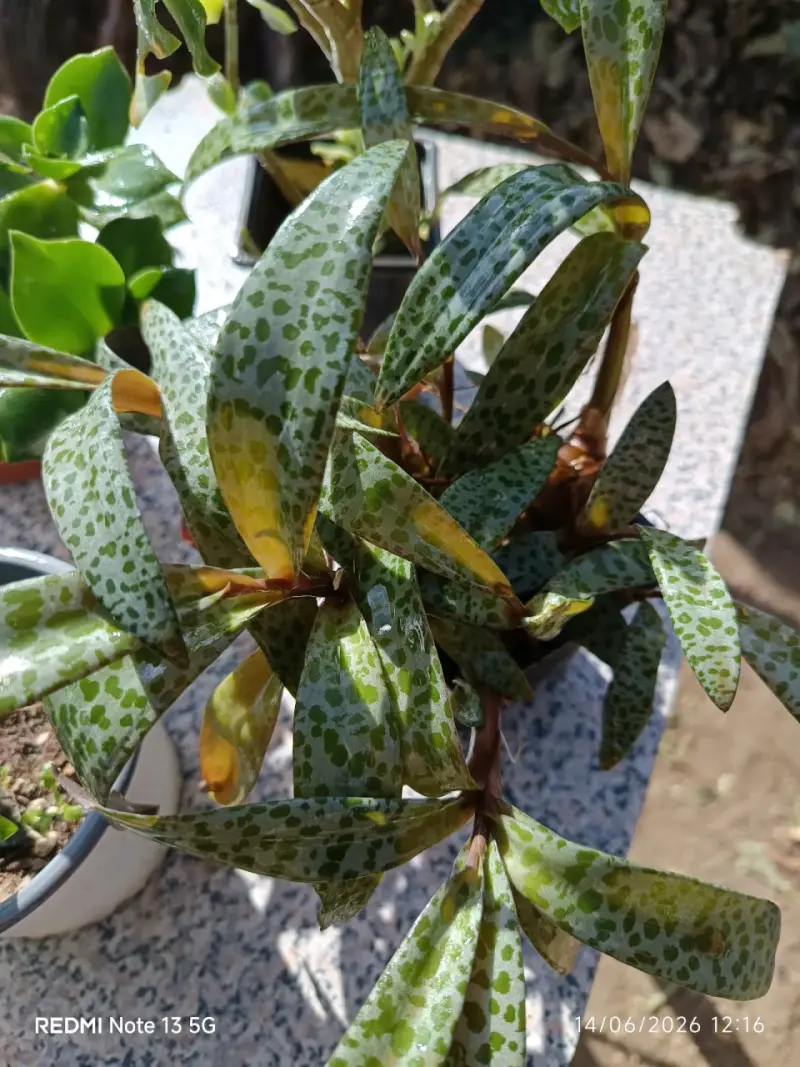Planta suculenta grande - 4