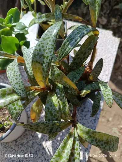 Planta suculenta grande - miniatura 4