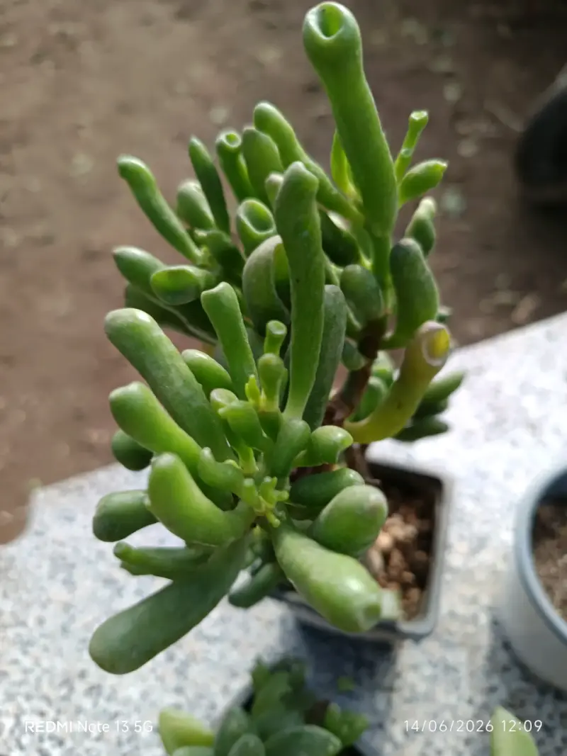 Planta suculenta grande - 5