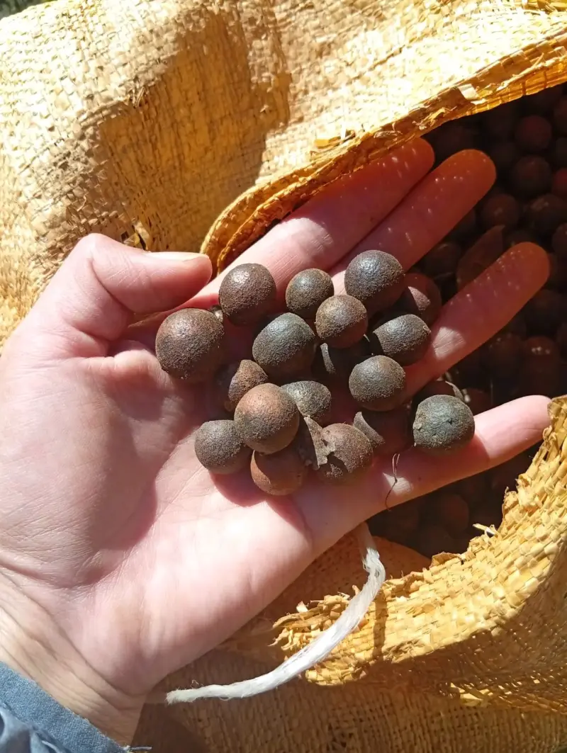 Semillas de avellana chilena