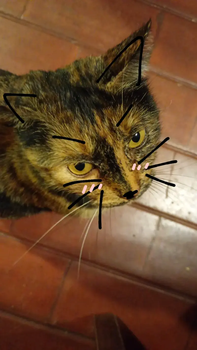 Gato/ratón electrónico