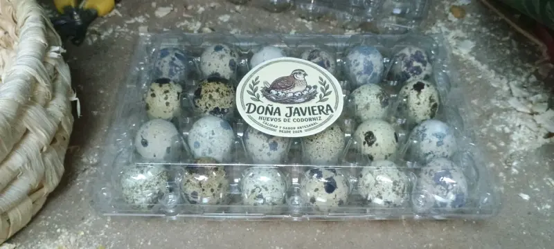 Huevos Fértiles de codorniz - 1