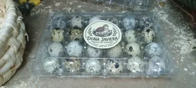 Huevos Fértiles de codorniz - miniatura 1