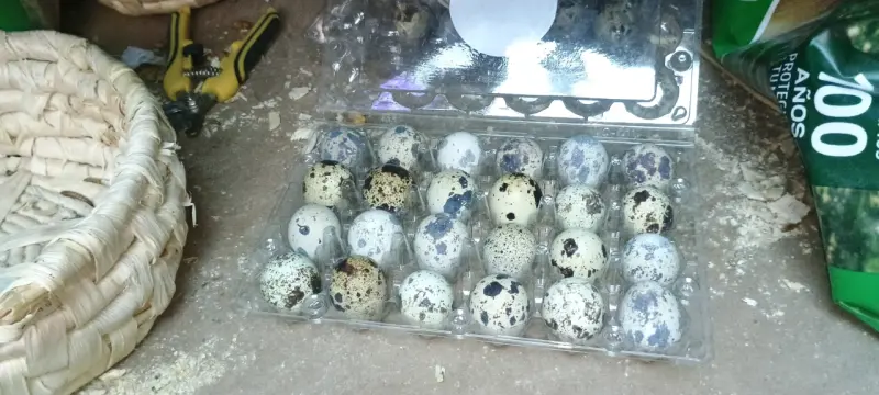 Huevos Fértiles de codorniz - 3