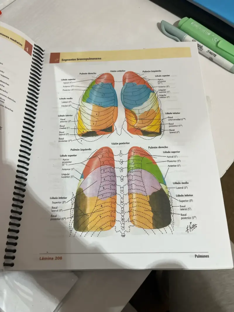 Atlas de Anatomía Humana Netter - 2