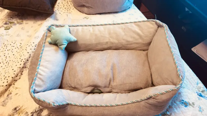 Camita para gatos