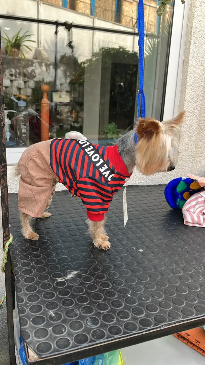 Ropa y accesorios de perro en remate - 4