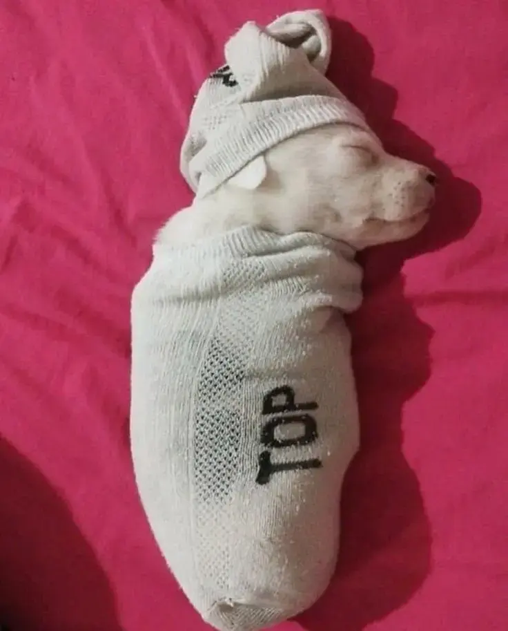 Se vende perro zzzz y gato kliao - 4