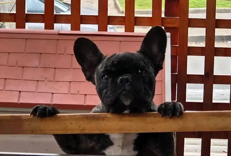 Bulldog Frances Brindle - 1