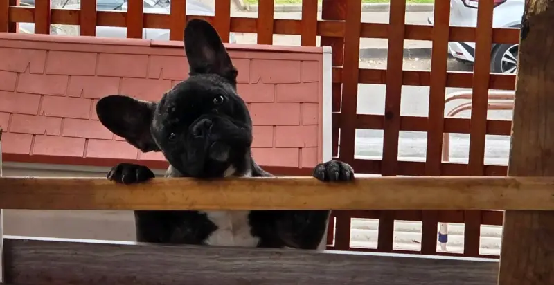 Bulldog Frances Brindle - 2