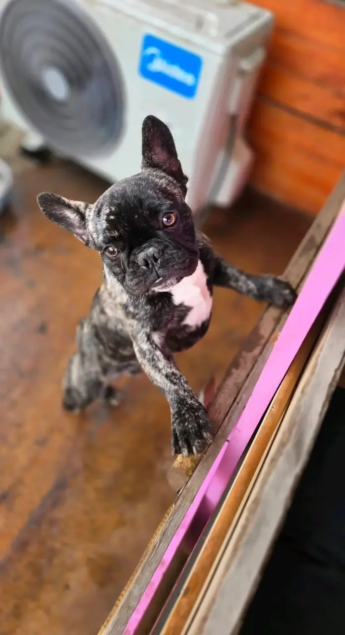 Bulldog Frances Brindle - 3