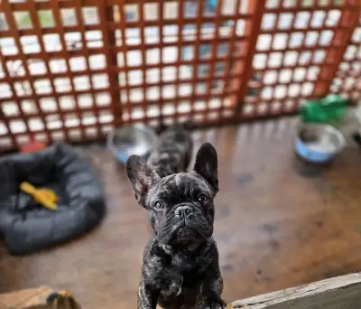 Bulldog Frances Brindle - miniatura 4