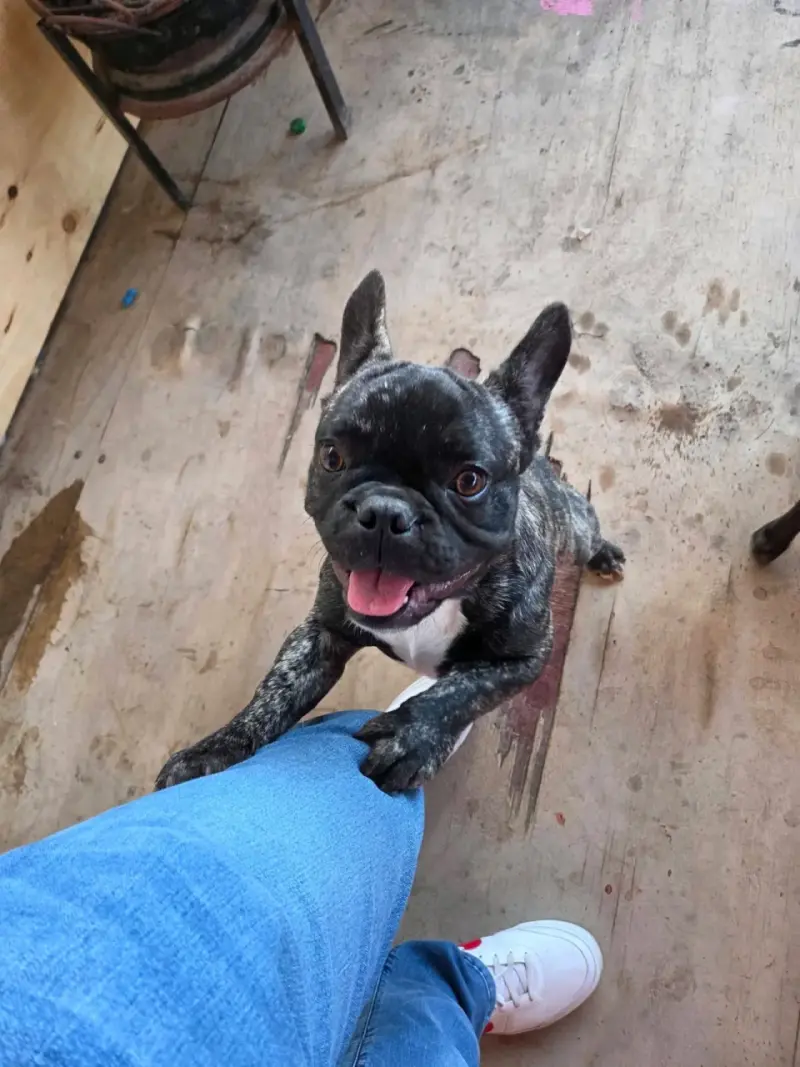 Bulldog Frances Brindle - 5