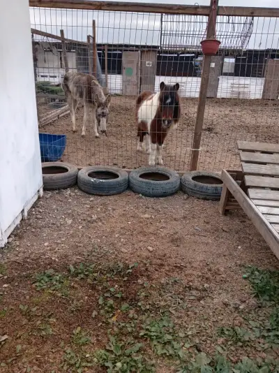 Se vende pony - miniatura 1