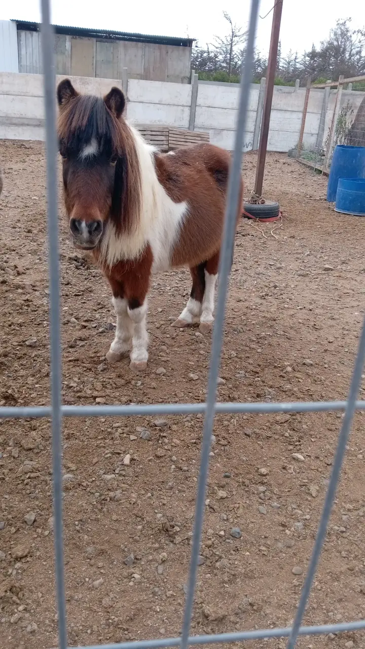 Se vende pony - 2