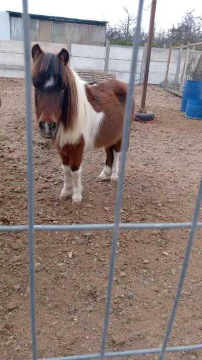 Se vende pony - miniatura 2