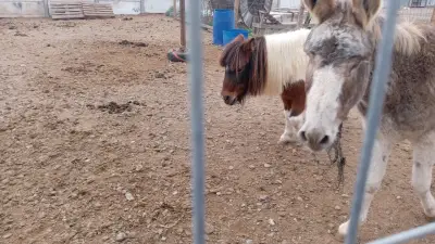 Se vende pony - miniatura 3