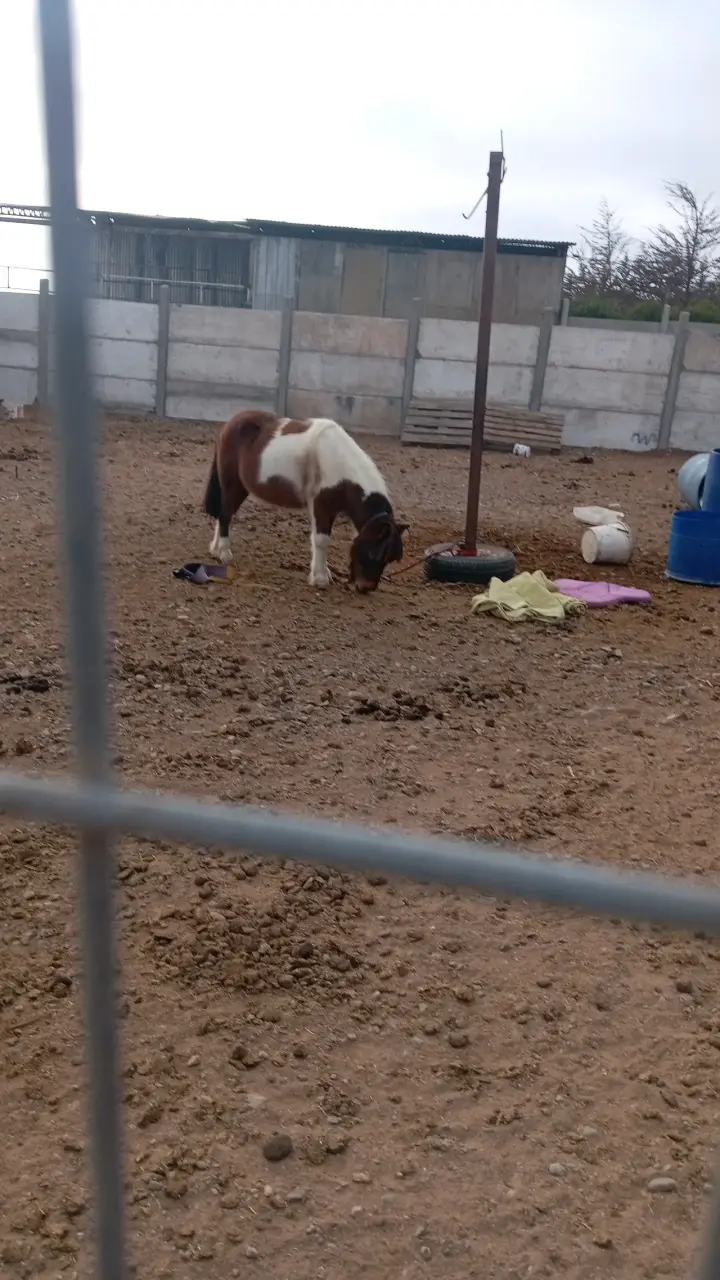 Se vende pony - 4