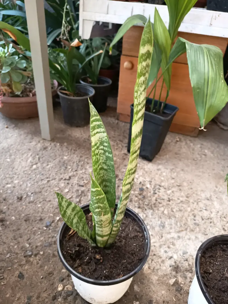 Planta Sansevieria en maceta - 2