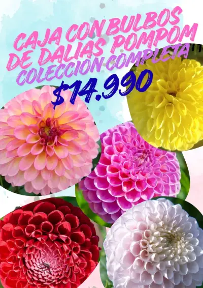Caja de bulbos de dalias pompom - miniatura 1
