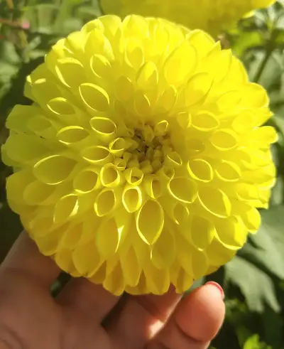 Caja de bulbos de dalias pompom - miniatura 3