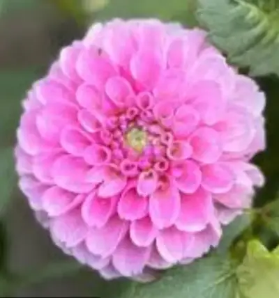 Caja de bulbos de dalias pompom - miniatura 5