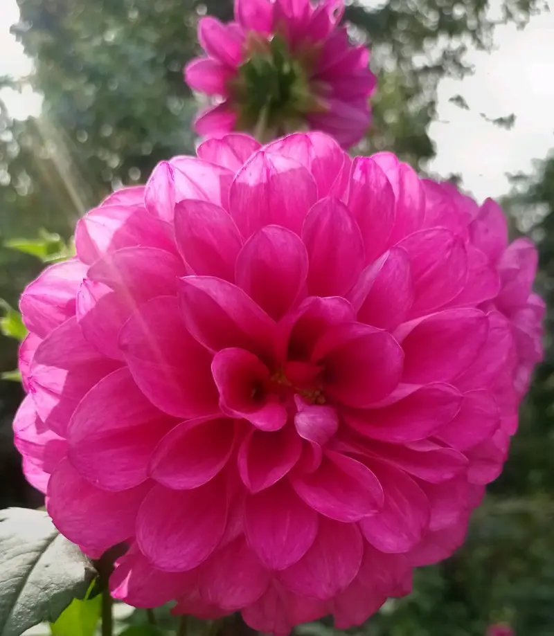 Caja de bulbos de dalias pompom - 6