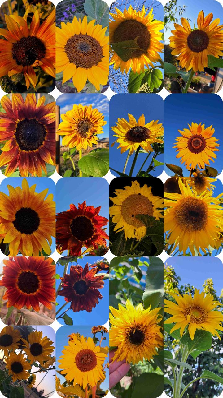 Catálogo Semillas de girasoles - 2