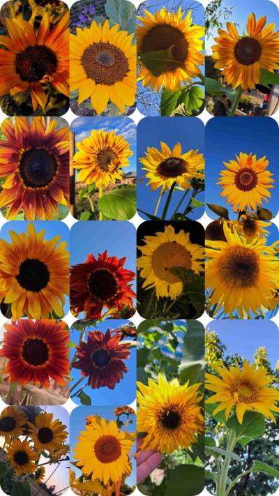 Catálogo Semillas de girasoles - miniatura 2