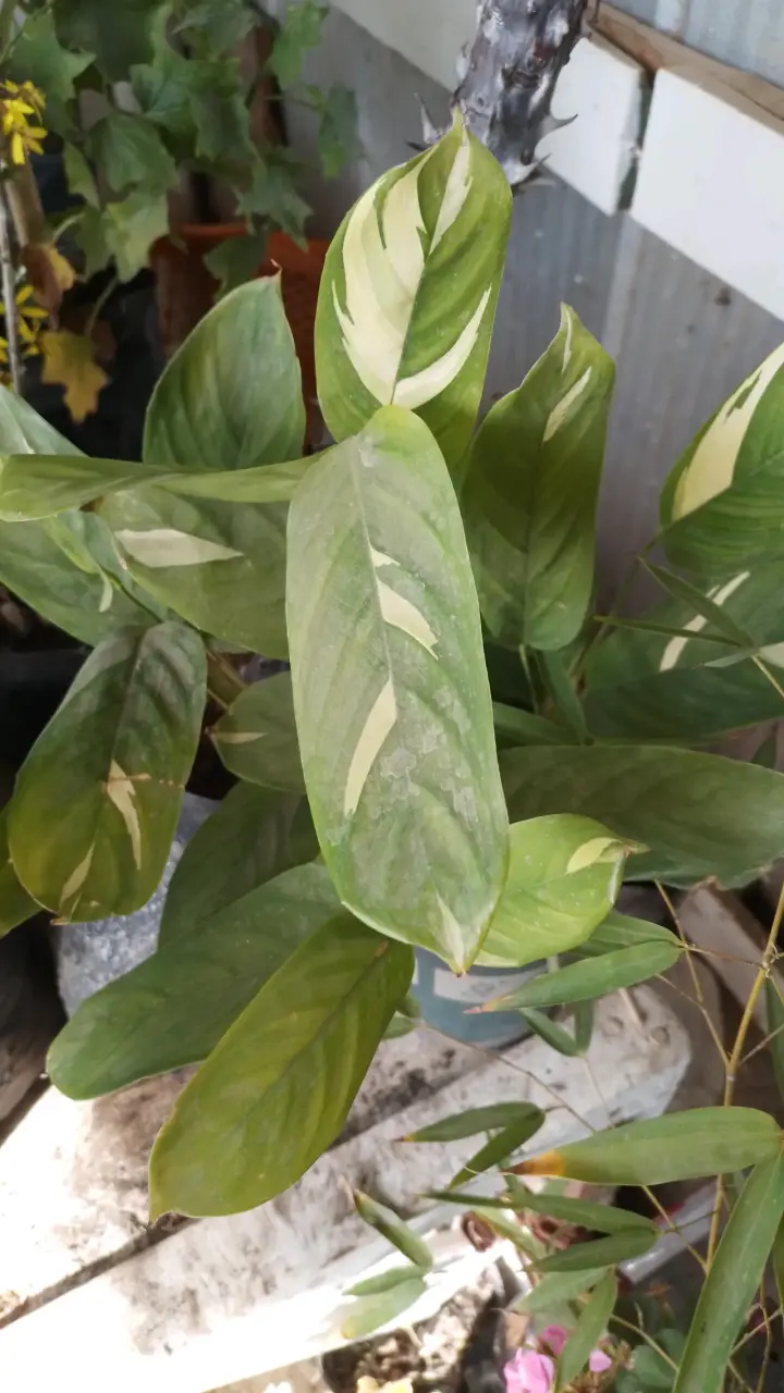 Planta Calathea con hojas verdes