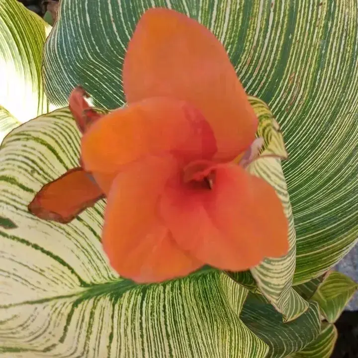 Planta Canna con flor naranja
