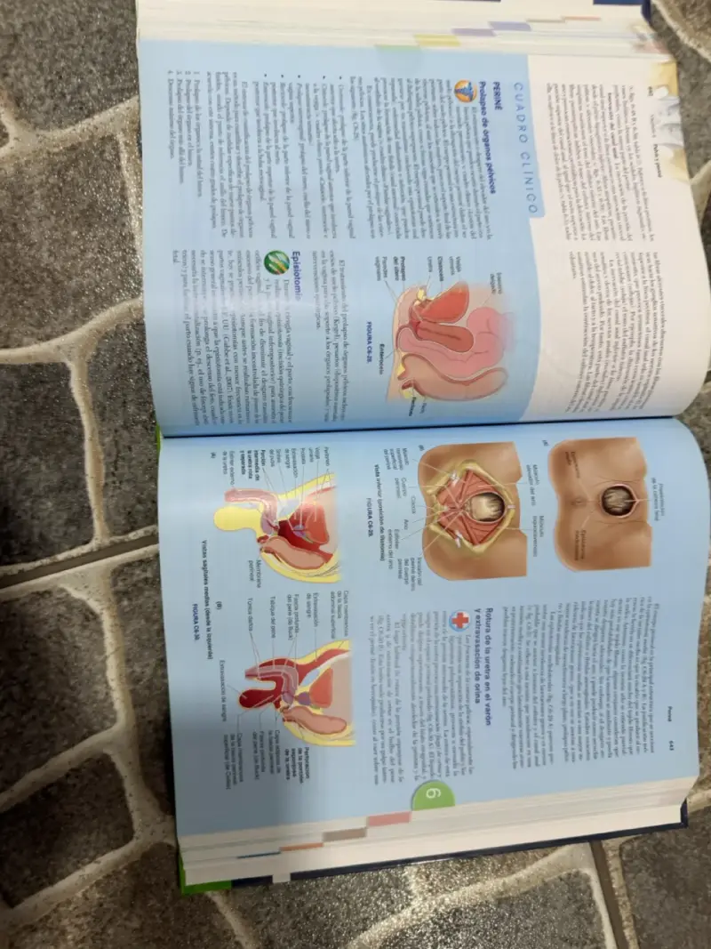 Libro Moore Anatomía 8ª edición - 5
