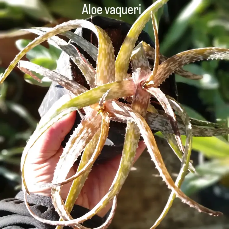 Aloe vaqueri planta suculenta