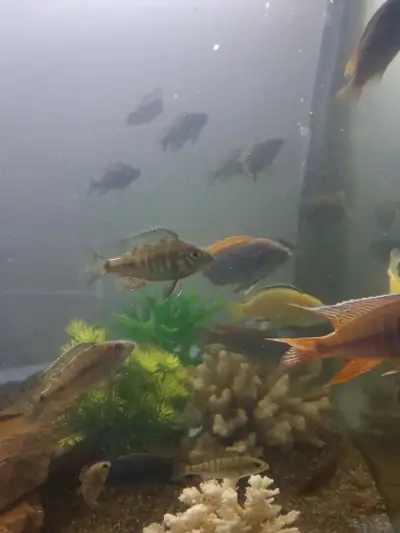 Peces ciclidos africanos a la venta - miniatura 1