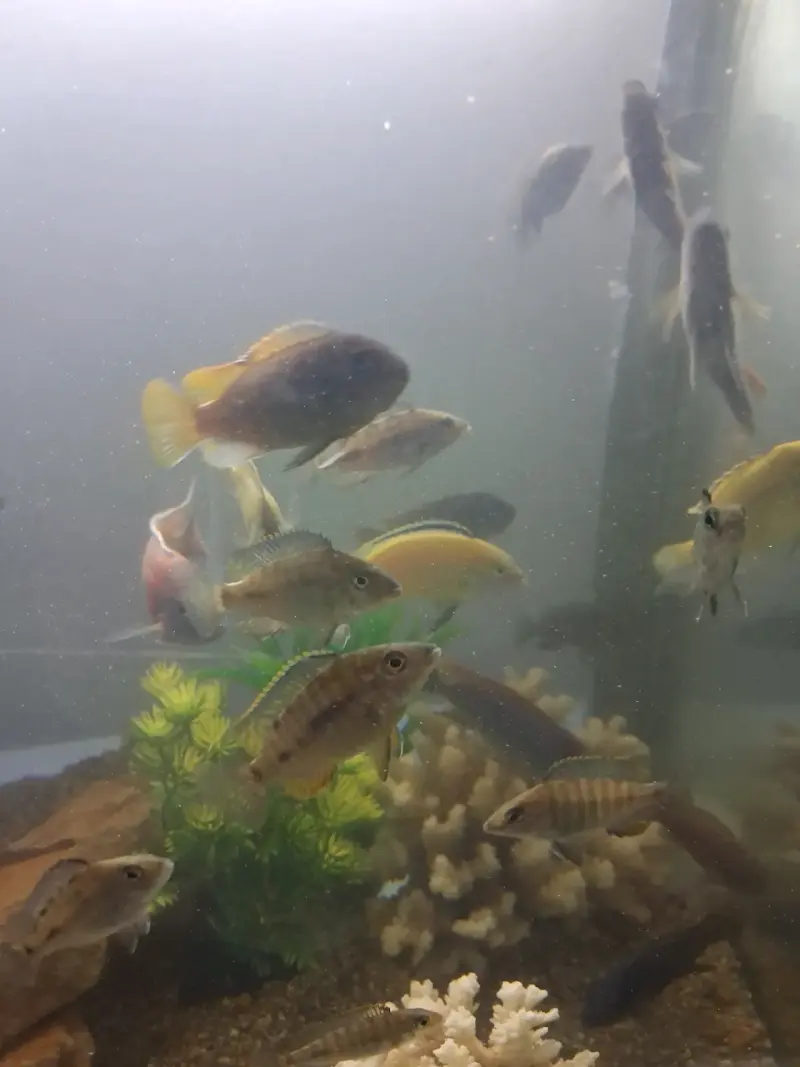 Peces ciclidos africanos a la venta - 2
