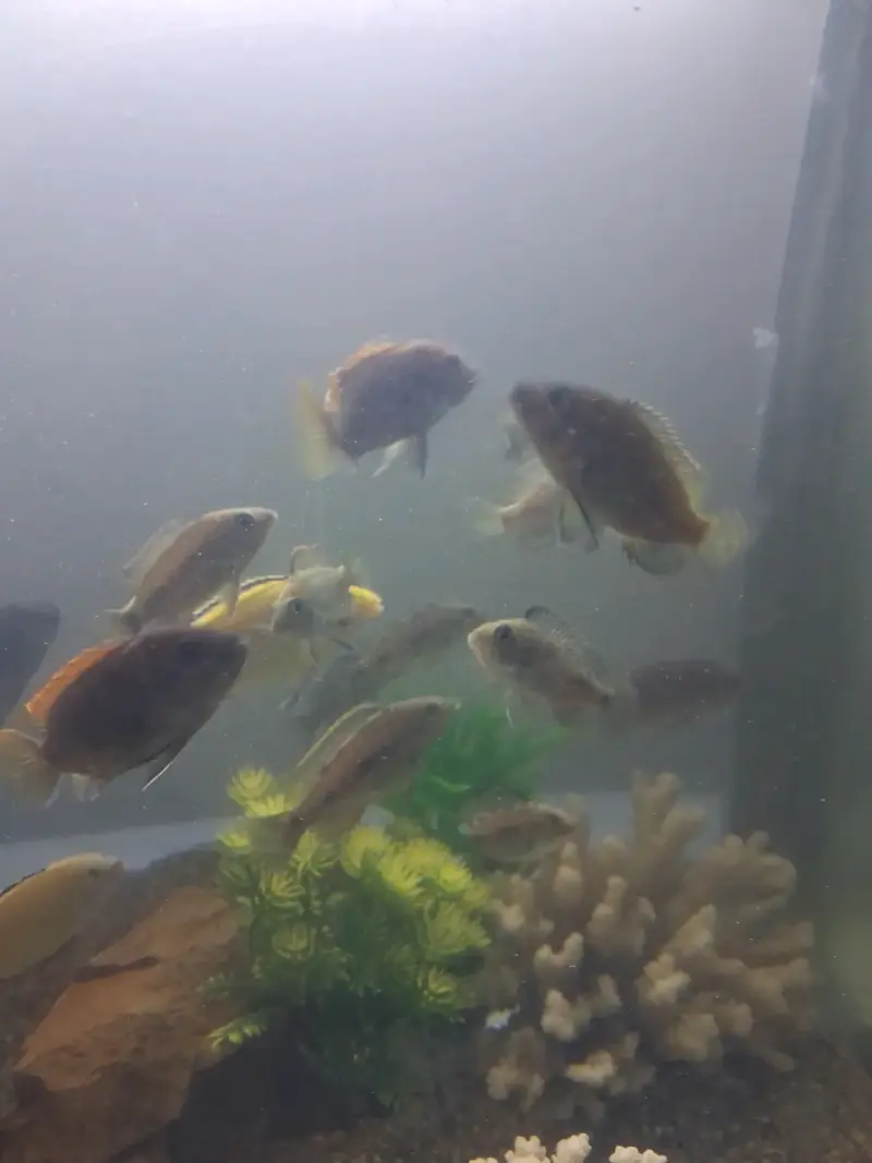 Peces ciclidos africanos a la venta - 3
