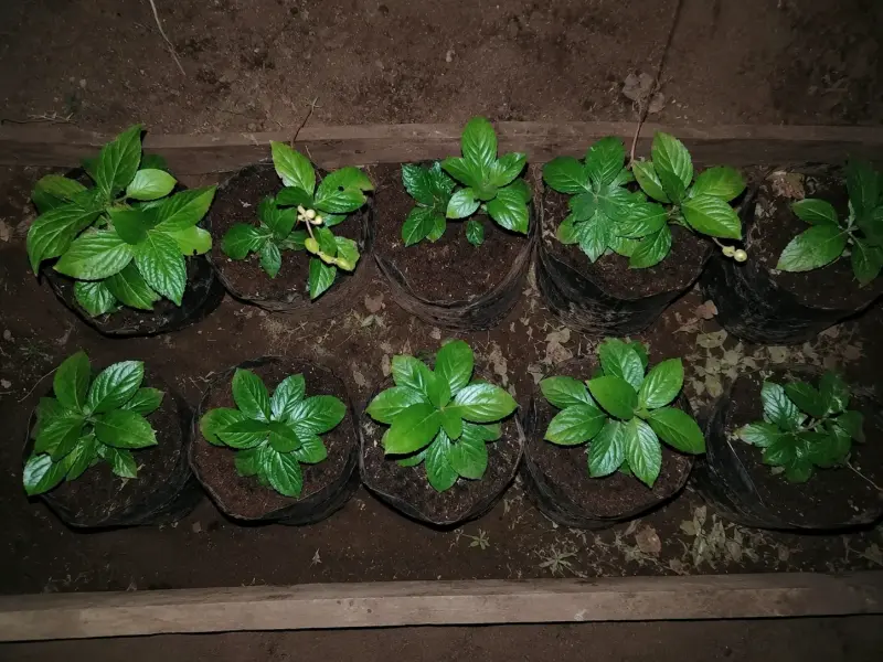 Plantas bella ortencia, avellano, pino de jardin - 1
