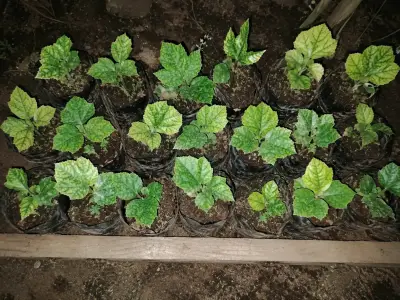 Plantas bella ortencia, avellano, pino de jardin - miniatura 2