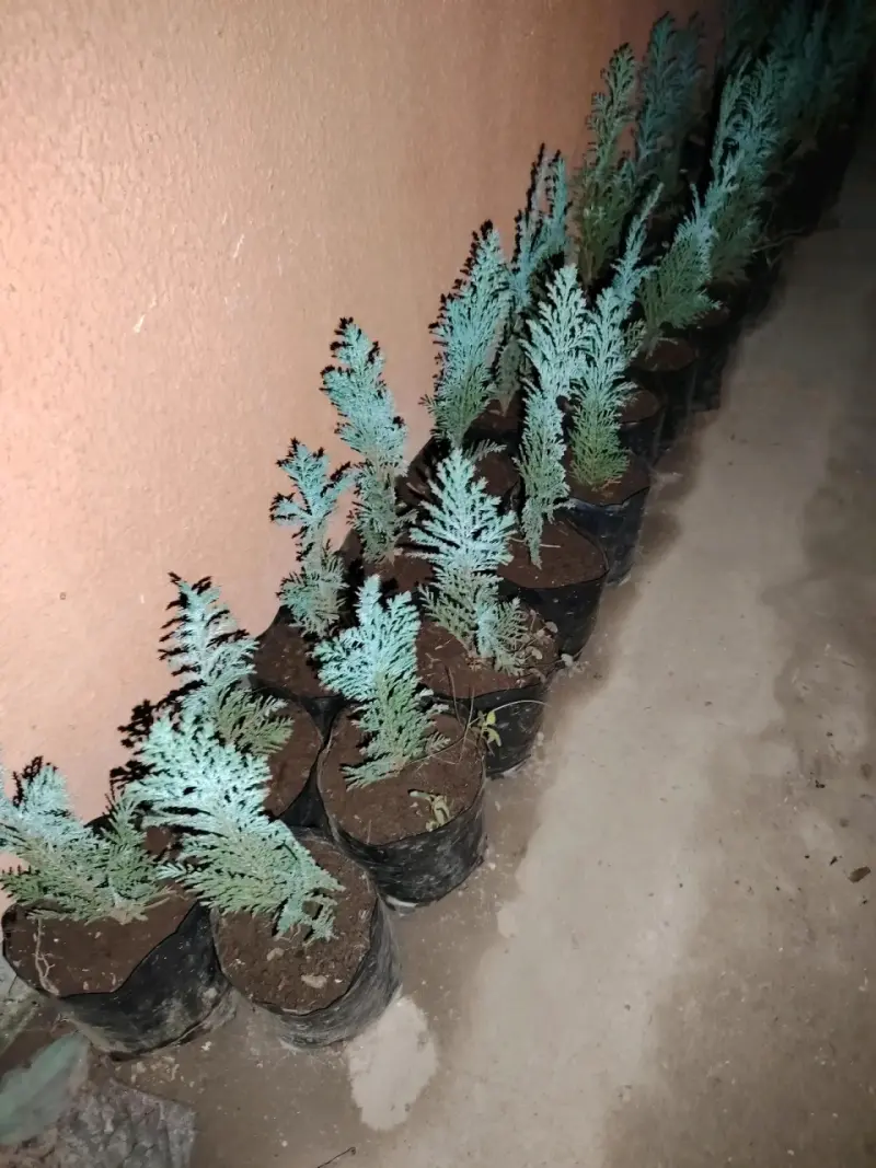 Plantas bella ortencia, avellano, pino de jardin - 3