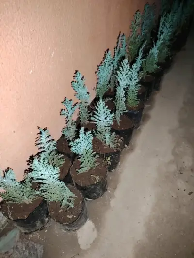 Plantas bella ortencia, avellano, pino de jardin - miniatura 3