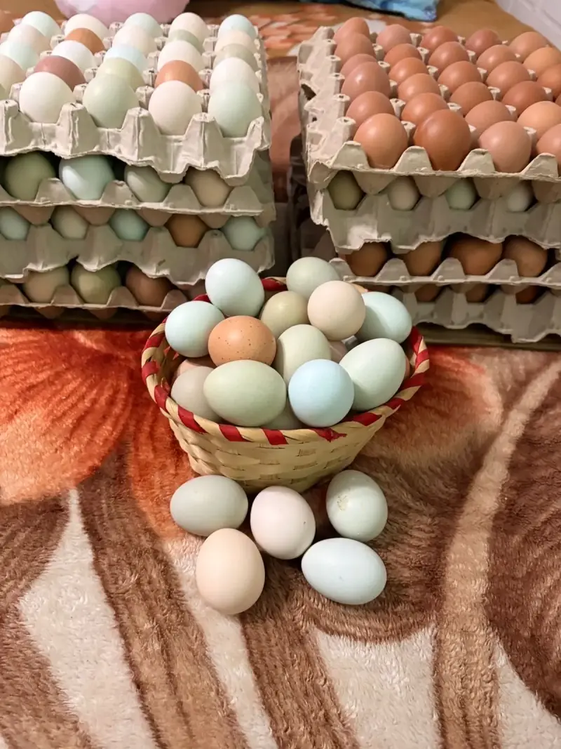 Huevos frescos de campo - 4