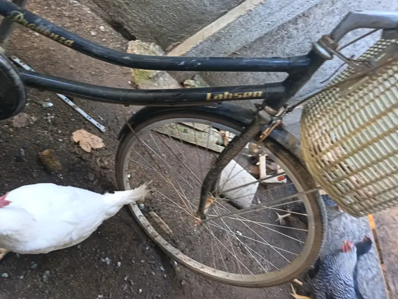 Bicicleta vintage con canasto - 4